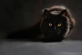 Domestic Short-Hair Black Cat