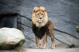 African Lion